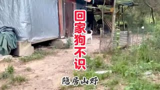 隐居山野，回到山里长满杂草狗都不认识我了，晚上接了个安保任务 #我的乡野山居生活 #山居生活 #山里生活