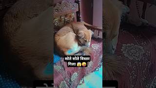 सोते सोते यह व्यक्ति बिस्तर गिला कर देता है न्यूज़ वायरल 😲🤪 #comedy #funny #cutebaby Dog Lovers 🐶🐕