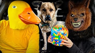 Rubber Ducky Surprises Monkey & Puppy with Car Ride Chase by Ducky life