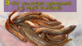 Monster fish giveaway | Malabar snakehead | Neela vaha | #monsterfishgiveaway #fish #malayalam