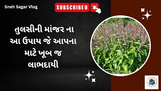 તુલસીની માંજર ના ઉપાયથી થતા લાભ | મોક્ષની પ્રાપ્તિ માટે માંજર નો ઉપાય | તુલસીની મંજરી