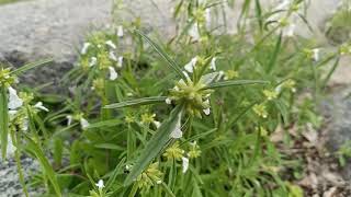 ತುಂಬೆ ಹೂ | Leucas zeylanica | commonly known as Ceylon slitwort |