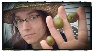 Kiwi Berries (Hardy Kiwi) - Weird Fruit / Wild Edible Review #23