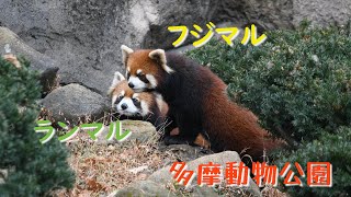 24.01 多摩動物公園 レッサーパンダ フジマル ランマル 雨でも元気なフラマルブラザーズ