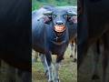 Cow dung/ cow videos / cow video cow sound / cow cartoon / cow comedy / cow funny videos / cow dance