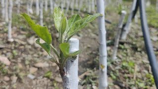 Chip grafting on m9 Rootstock. Benefits of growing plants on polybags.