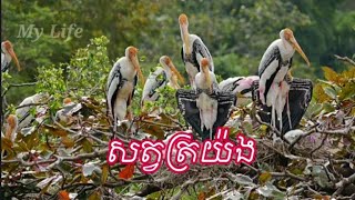 Animals Planet - ប្រភេទសត្វត្រយ៉ងនិងសត្វទុងដែលមិនមាននៅប្រទេសកម្ពុជា