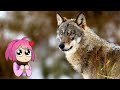 Domesticating Wolves