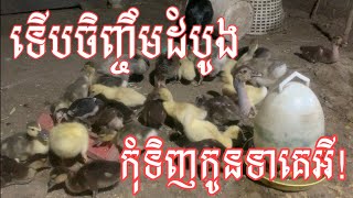 ទើបរៀនចិញ្ចឹមទាដំបូង យកល្អកុំទិញកូនទាគេអី! ប្រយ័ត្នខាត