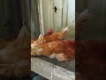 Viral 3 Ayam bertelur bersama #Shorts