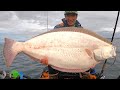 THE STREAK IS ALIVE - Monster California Halibut