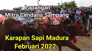 Menegangkan! Serunya Karapan Sapi Madura 2022 l Indonesian Bull Race.