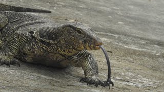 MONITOR LIZARD (SUNDARBAN)  গোসাপ ।