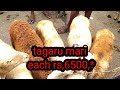 @agrianimals sheep and goats fair market at batawadi tuesday tumakuru part 3