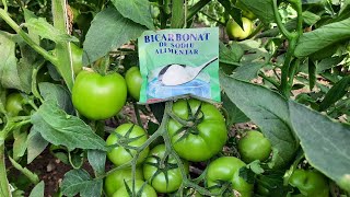 Sodium bicarbonate solution - fungicide - NATURAL insecticide, works wonders in the garden