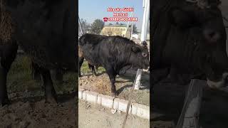 +998934004144#simmental#angus#chorva#buqaboqishsirlari#molbozor#molboqish#buqaboqish#avlikol#türkiye