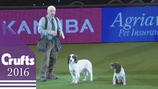 Gundog Display - Adrian and Caroline Slater | Crufts 2016