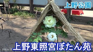 上野公園の東照宮ぼたん苑（2019年1月20日） （4K）