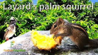 Flame Striped Jungle squirrel