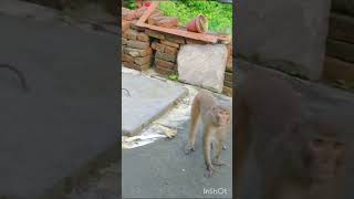 Monkey funny video 🐒🐒 #funny #funnyvideos #comedy