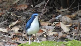 野鳥　大阪城公園　コルリ