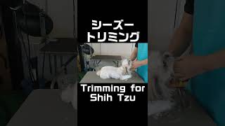 シーズーのトリミング | Trimming for Shih Tzu #Shorts