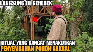 BUBARKAN PRAKTISI SAKTI \u0026 SESAT YANG MENYEMBAH POHON