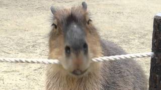 カピバラ　（海の中道海浜公園編）カメラ目線で・・・