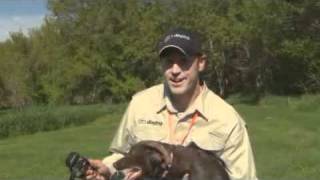 Pheasant Forever TV - Ep.01: Training Young Dogs