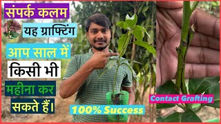 संपर्क कलम(Contact Grafting)करने का सबसे आसान और सही तरीका।#contact_grafting #indiannurserytips