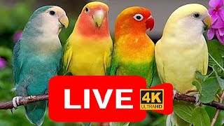 🔴Love bird live stream for cats | love birds sounds🎵🔊 | Lovebird Singing \u0026 Chirping | cat tv,