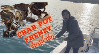 Dungeness Crab Frenzy Catch and Cook จับปูน้ำลึกในวอชิงตัน