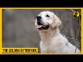 Golden Retriever Dog 101: Everything You Need to Know