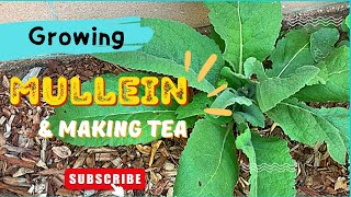 Growing Mullein/ Uses