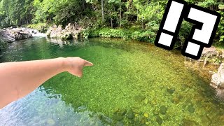 A River in the Mountains is Swarming with High-End Fish!!