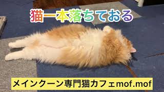 『猫一本落ちている』【日常】メインクーン専門猫カフェmof.mof