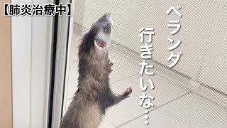 お外に行きたがるようになりました【ferret#846】