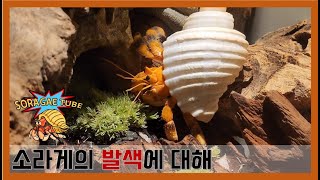 소라게의 발색에 대해