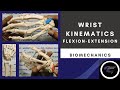 WRIST JOINT KINEMATICS -FLEXION/EXTENSION ( WRIST JOINT COMPLEX BIOMECHANICS)Physiotherapy Tutorials