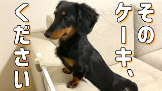 愛犬に初めてケーキをあげたらこうなりました【ミニチュアダックスフンド】