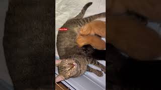 Rescued Mama Cat Nursing Her Baby Kittens #shorts