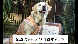 盲導犬ＰＲ犬の引退　ボランティアさんのおうちに行く直前のヘーゼルは？（音声版あり）