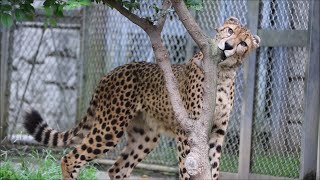 2020/09 鳴いてる雄チーター キト   in   多摩動物公園