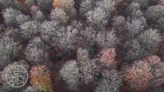 Survol des arbres, forêt en automne | Drone 4K | FRANCE