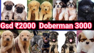 GSD ₹2000🚨Doberman 3000🔥 Pets sale low rate Kerala| പ്രാവ് | Dogs sale Malayalam|Rot|Lab|Pug|Fish|D4