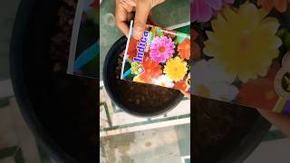 How to grow Dahlia flower from seeds💯#shorts #youtubeshorts #gardening #viral #dahlias