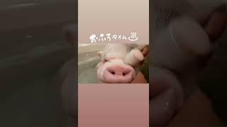 お風呂で寝息😪のあん子🐽 #ぶたさん