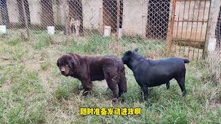 大黑狗不断挑衅纽芬兰犬，是否会发动反击