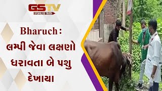 Bharuch : લમ્પી જેવા લક્ષણો ધરાવતા બે પશુ દેખાયા| Gstv Gujarati News