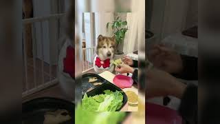 How picky a dog can be #3